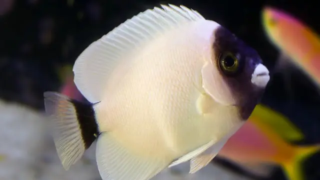 ikan termahal di dunia