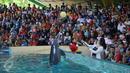 Atraksi Dolphin Christmas Show di Ocean  Dream Samudera Ancol, Jakarta, Jumat (25/15/2015). Pertunjukan tersebut diadakan dalam rangka menyambut libur Natal. (Liputan6.com/Gempur M Surya)