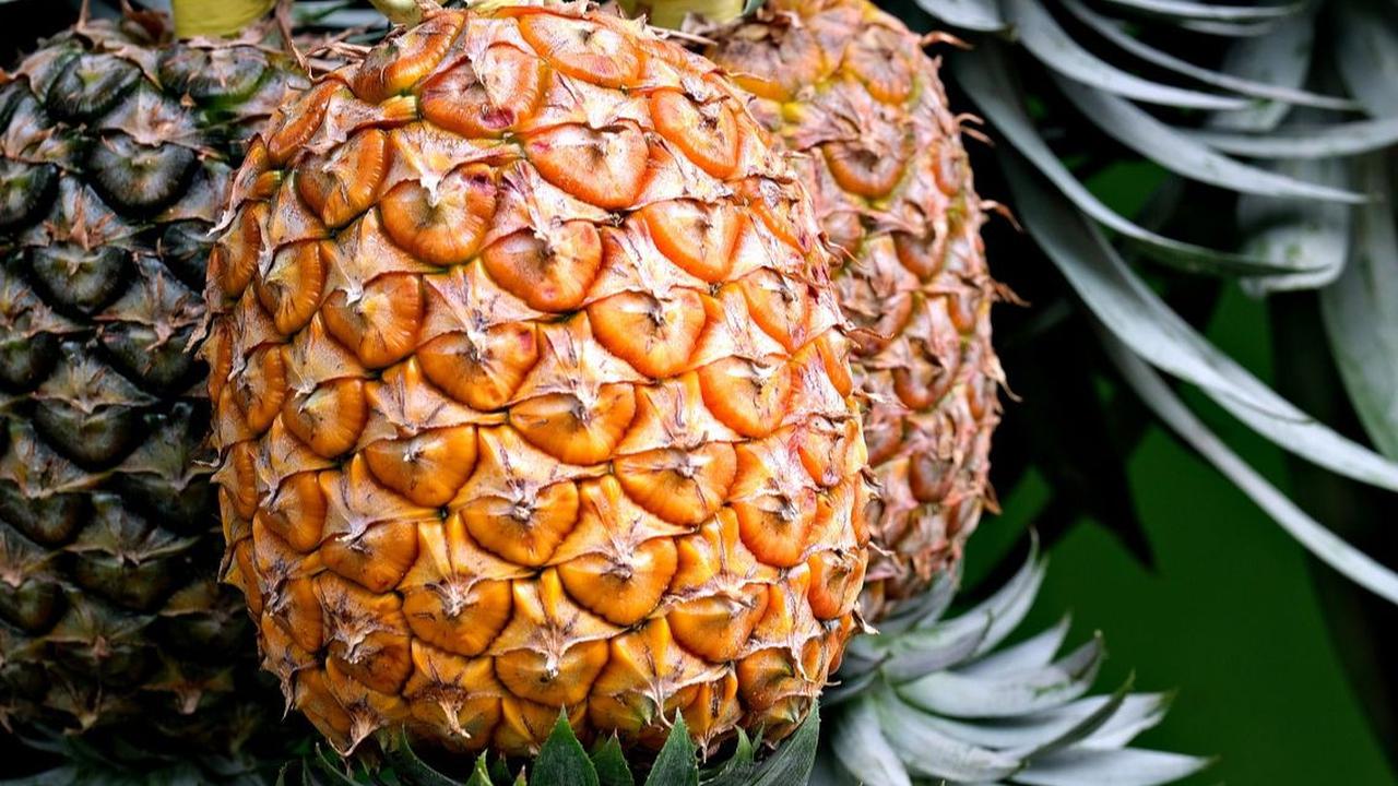Manfaat Konsumsi Nanas untuk Ibu Hamil