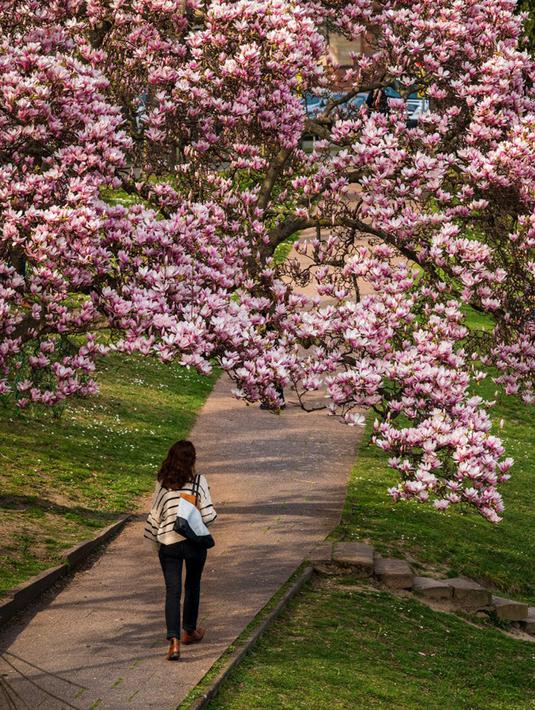 Seorang wanita berjalan di bawah pohon magnolia yang sedang mekar di tepi Sungai Ill, Strasbourg, Prancis, 21 Maret 2022. Magnolia adalah salah satu marga tumbuhan berbunga yang dikenal luas karena bunganya indah dan menyebarkan aroma harum. (PATRICK HERTZOG/AFP)