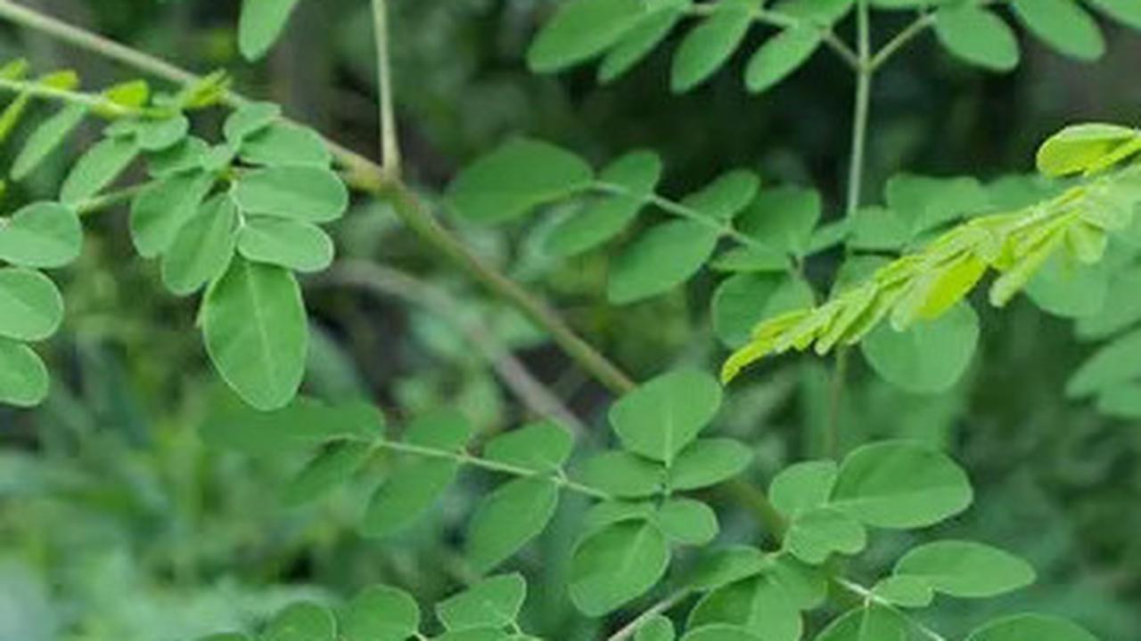 15 Manfaat Teh Daun Kelor, Rahasia Kesehatan dari 'Pohon Ajaib' untuk Tubuh Bugar