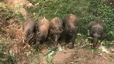 Sejumlah gajah mencari makan di dekat Peternakan Gajah Patara dekat Chiang Mai, Thailand (29/3/2020). Pariwisata Thailand yang lumpuh akibat hantaman pandemi Covid-19 menimbulkan masalah bagi gajah-gajah.  (HANDOUT/THAI ELEPHANT ALLIANCE ASSOCIATION/AFP)