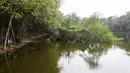 Tidak hanya itu, hutan mangrove juga menjadi habitat tempat tinggal bagi berbagai jenis satwa liar. (Liputan6.com/Herman Zakharia)