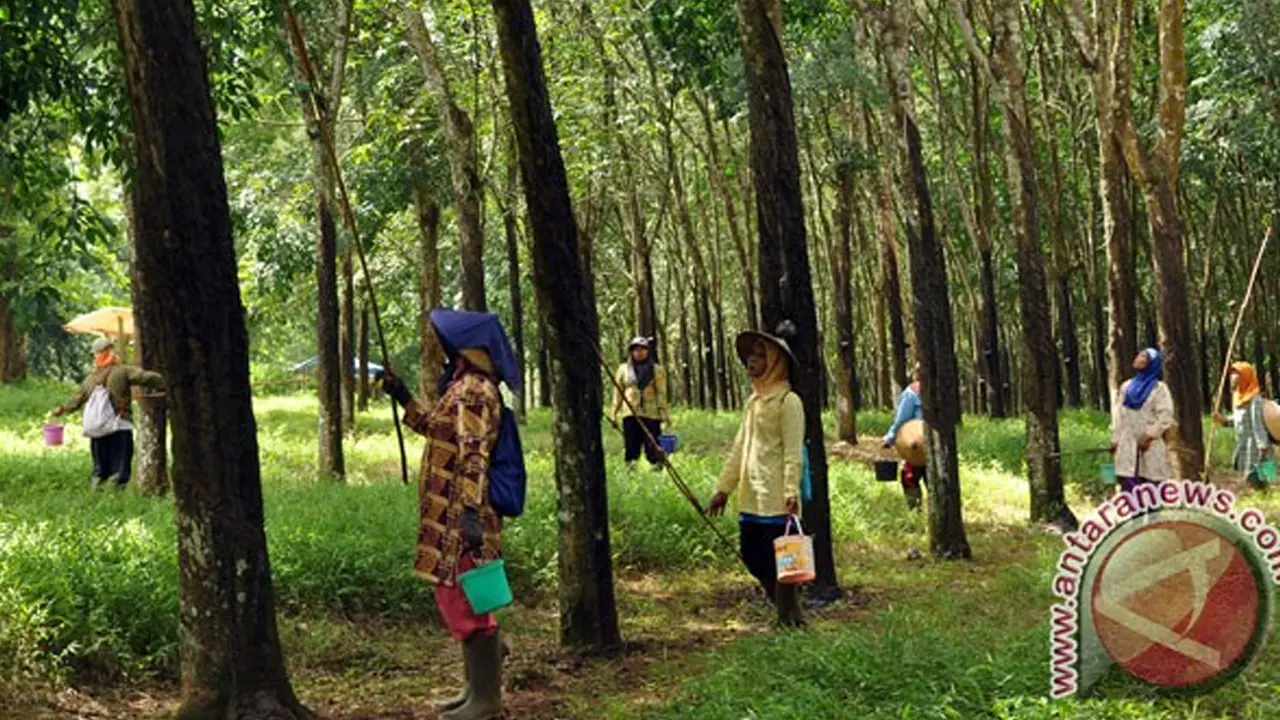 Pohon Karet
