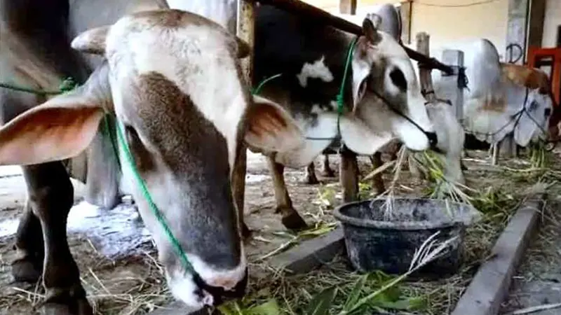 Kekeringan Jelang Qurban, Pedagang Sapi Kesulitan Mencari Rumput