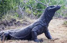 Tak Banyak Orang Tahu, Komodo Ternyata Punya Gigi Berlapis Besi, Peneliti Ungkap Ini Fungsinya