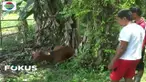 Gejala sapi yang terserang virus jembrana tidak mau makan dan kondisinya makin melemah hingga akhirnya mati.