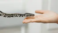 7 Pet Snakes For Beginners That Easy to Care for