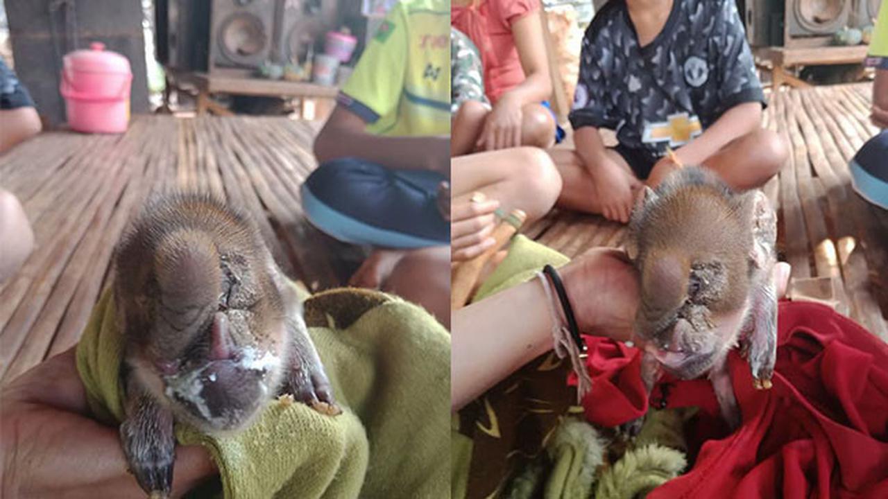 Terlahir Dengan Kondisi Langka, Babi Berkepala Gajah Gegerkan Warga Thailand