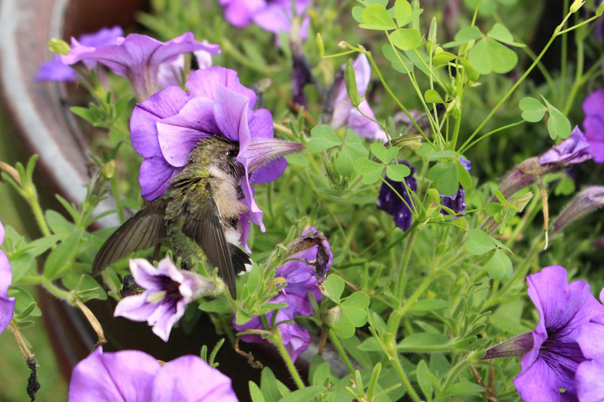 Ilustrasi Petunia Mini