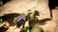 How To Get Rid Of Carpenter Bees: 6 Simple Tips