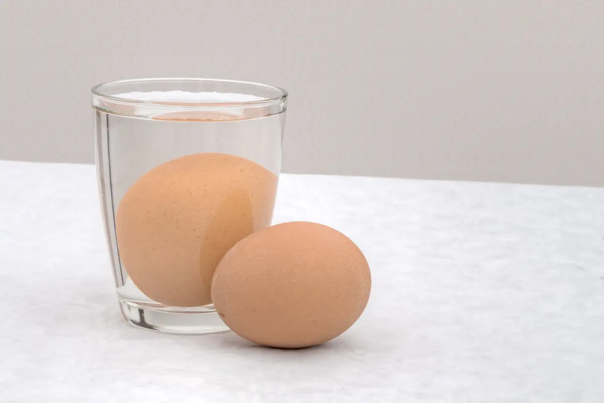telur segar