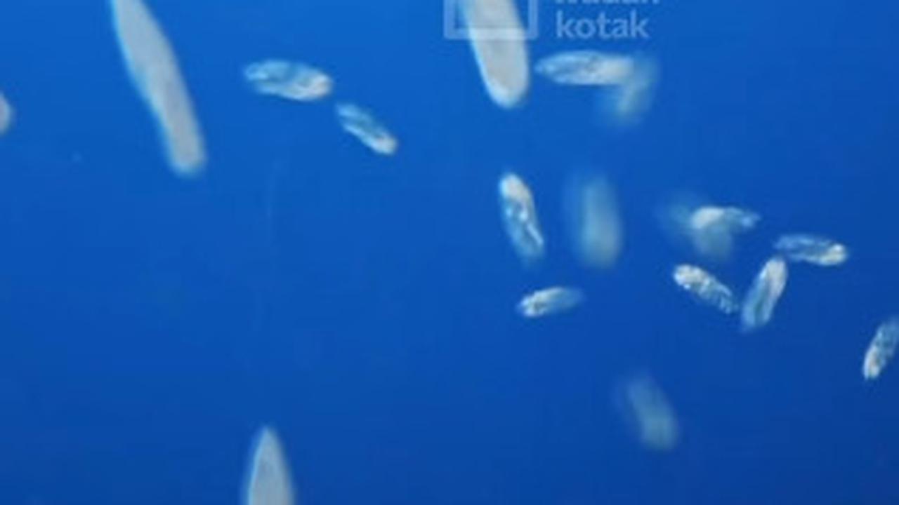 Bakteri di Air Kolam