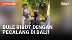 Bule Ngamuk saat Ritual Melasti di Bali