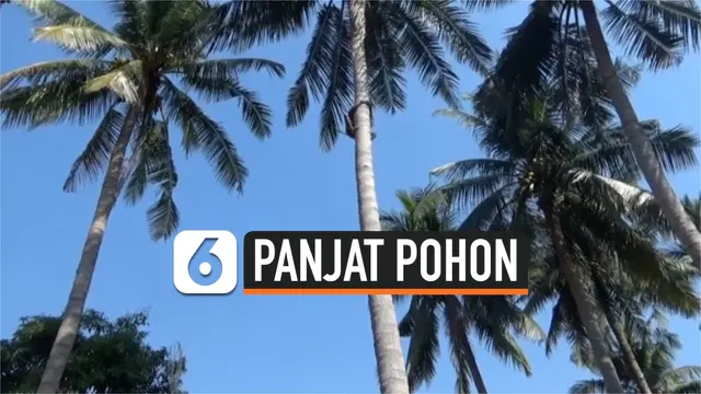 PANJAT POHON