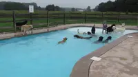 Kolam Renang Khusus Anjing