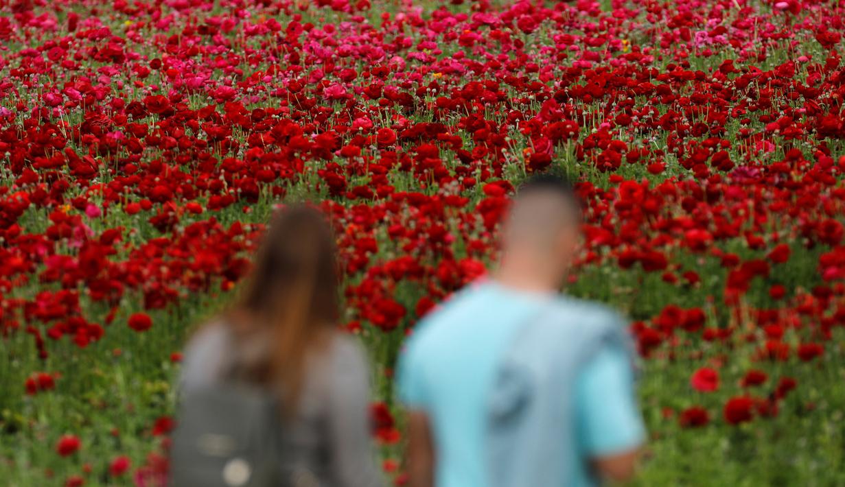 FOTO: Warna-warni Kebun Bunga di California