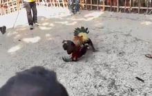 Beredar Video Kanit Reskrim Polsek di NTT Diduga Main Judi Sabung Ayam, Kini Diperiksa Propam