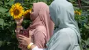 Wanita muslim berfoto dengan bunga matahari di taman bunga matahari di Bagan Datuk di negara bagian Perak Malaysia (17/3/2021). Ratusan pengunjung datang ke taman ini setiap hari untuk foto dan menikmati aktivitas lain seperti memberi makan ikan dan itik yang terdapat di taman tersebut. (AFP/Mohd Ra