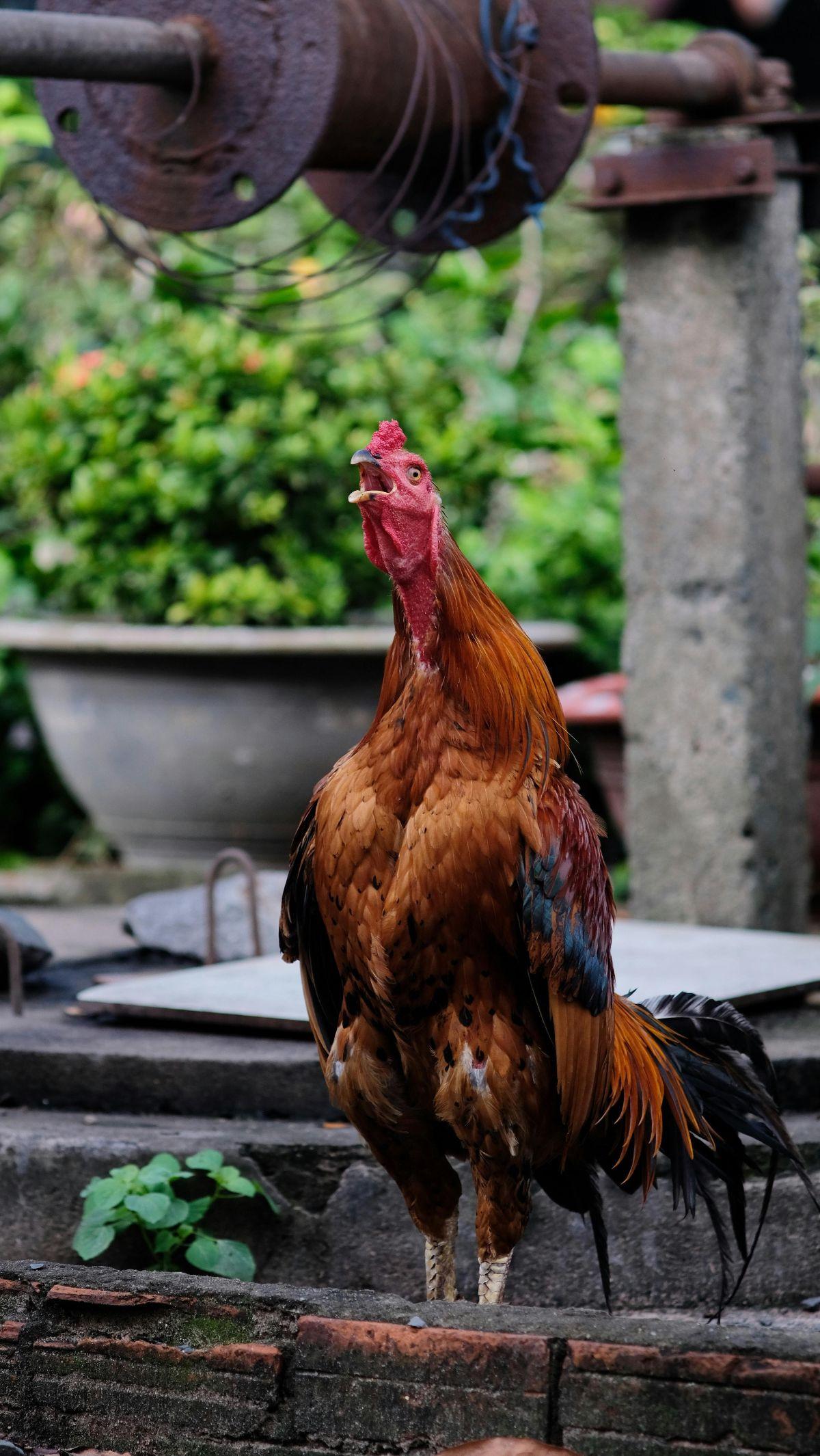 <b>Ayam Jantan Jago</b>