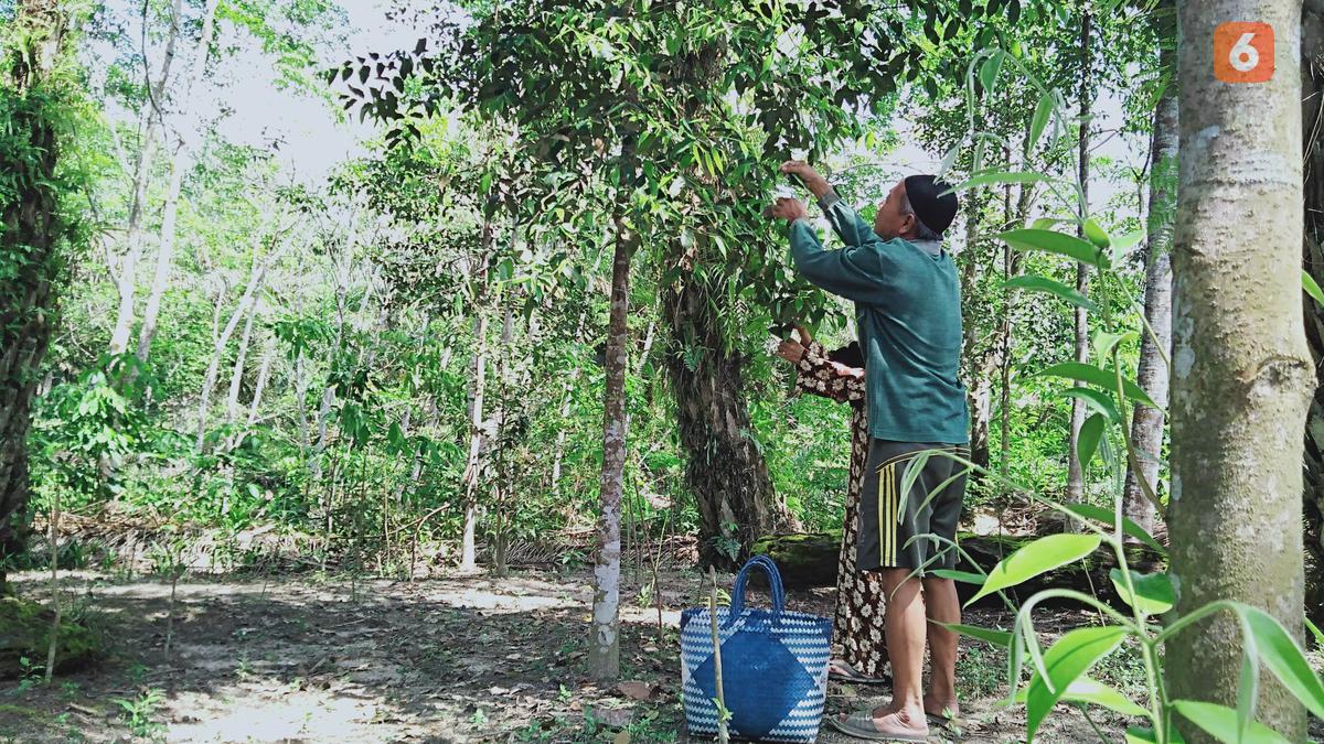 Cara Merebus Daun Gaharu untuk Obat Kanker dan Darah Tinggi, Punya Kandungan Alkaloid sebagai Antibakteri