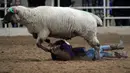 Seorang anak terinjak domba selama acara "Mutton Bustin '" di National Western Stock Show di Denver, Colorado, (16/1). Mutton bustin adalah acara yang diadakan di rodeo yang mirip dengan menunggangi banteng. (AFP/Photo/Rick T. Wilking)