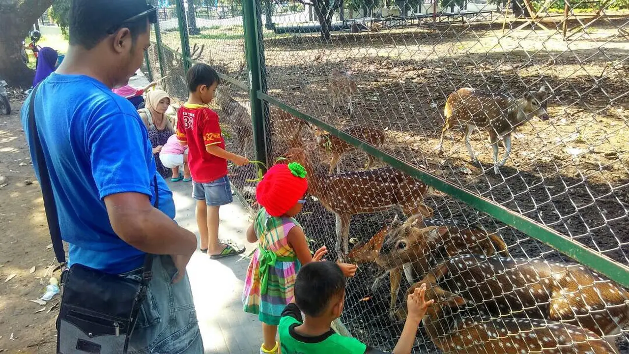 Ngabuburit Sambil Kasih Makan Rusa di Cirebon