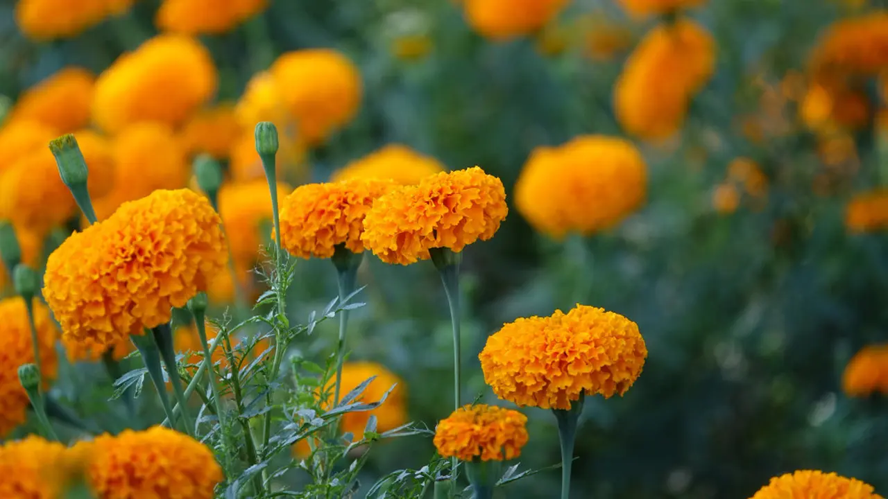 Ilustrasi bunga marigold