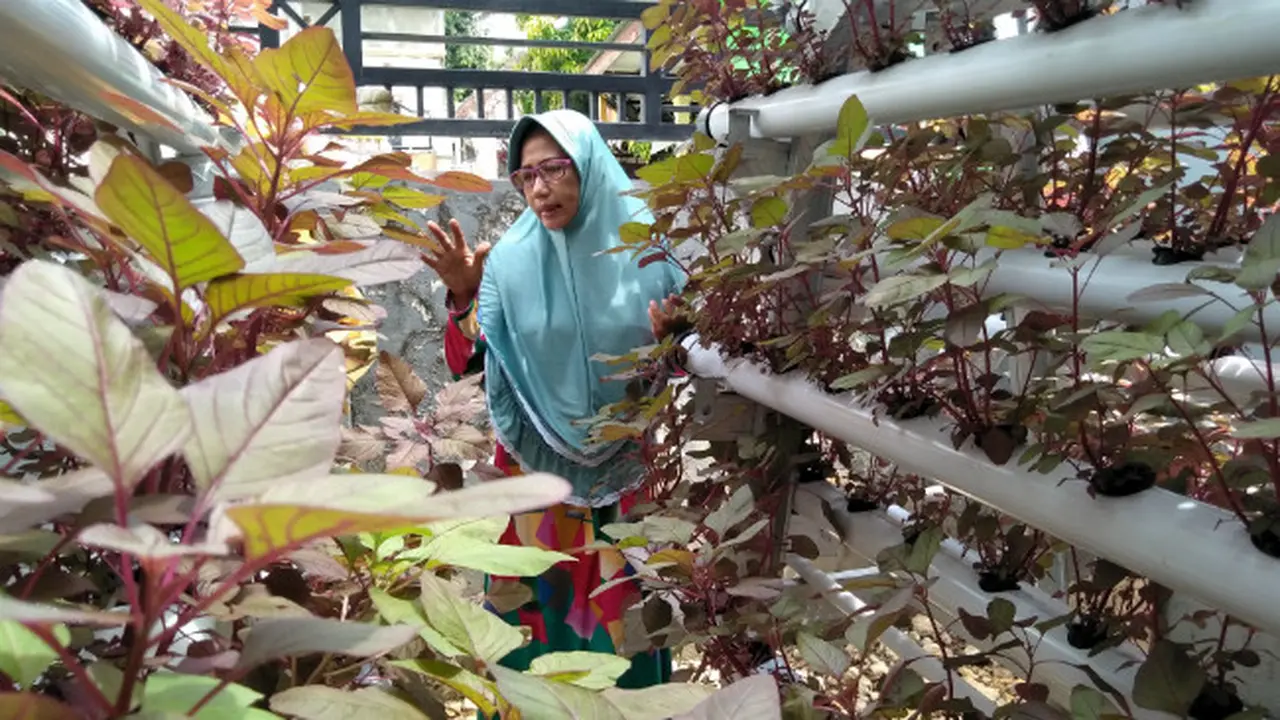 Segarnya Kampung Hidroponik di Tengah Kota Sumenep