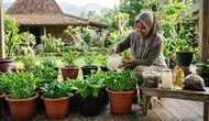 Sayuran di Pot Cepat Layu? Kenali Bahan Dapur yang Bisa Membantu Pertumbuhannya