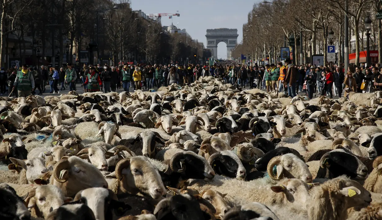 Sekitar 2000 domba digiring di jalan Champs-Elysees untuk menutup Pameran Pertanian Internasional, di Paris, Minggu (6/3/2022). Hewan dan gembala dari wilayah barat daya Prancis berparade di jalan terkenal untuk mempromosikan pekerjaan dan wilayah mereka. (AP Photo/Thomas Padilla)