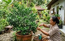 4 Cara Memperbanyak Daun Jeruk Purut agar Rimbun dan Subur