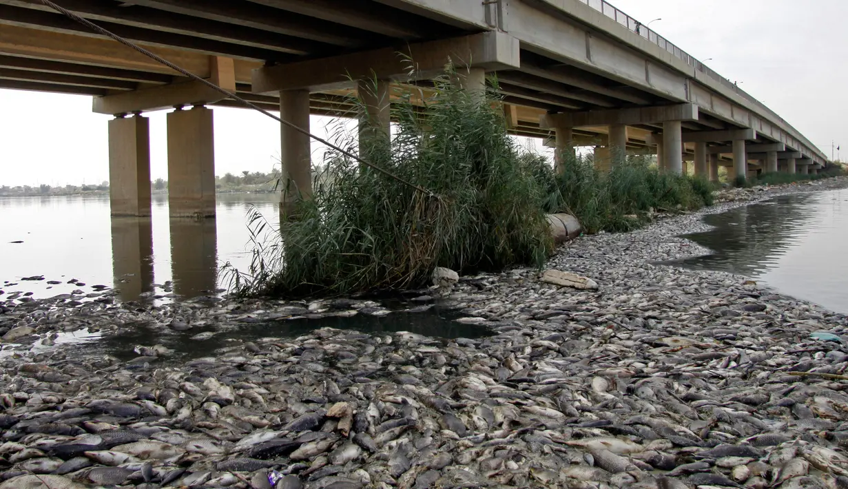Ribuan ikan mas mati mengapung di atas permukaan Sungai Eufrat dekat kota Sadat al Hindiya, Irak, Jumat (2/11). Para nelayan Irak di selatan Baghdad mengaku kaget setelah menemukan ribuan ikan mas yang diternak mati secara misterius. (Haidar HAMDANI/AFP)