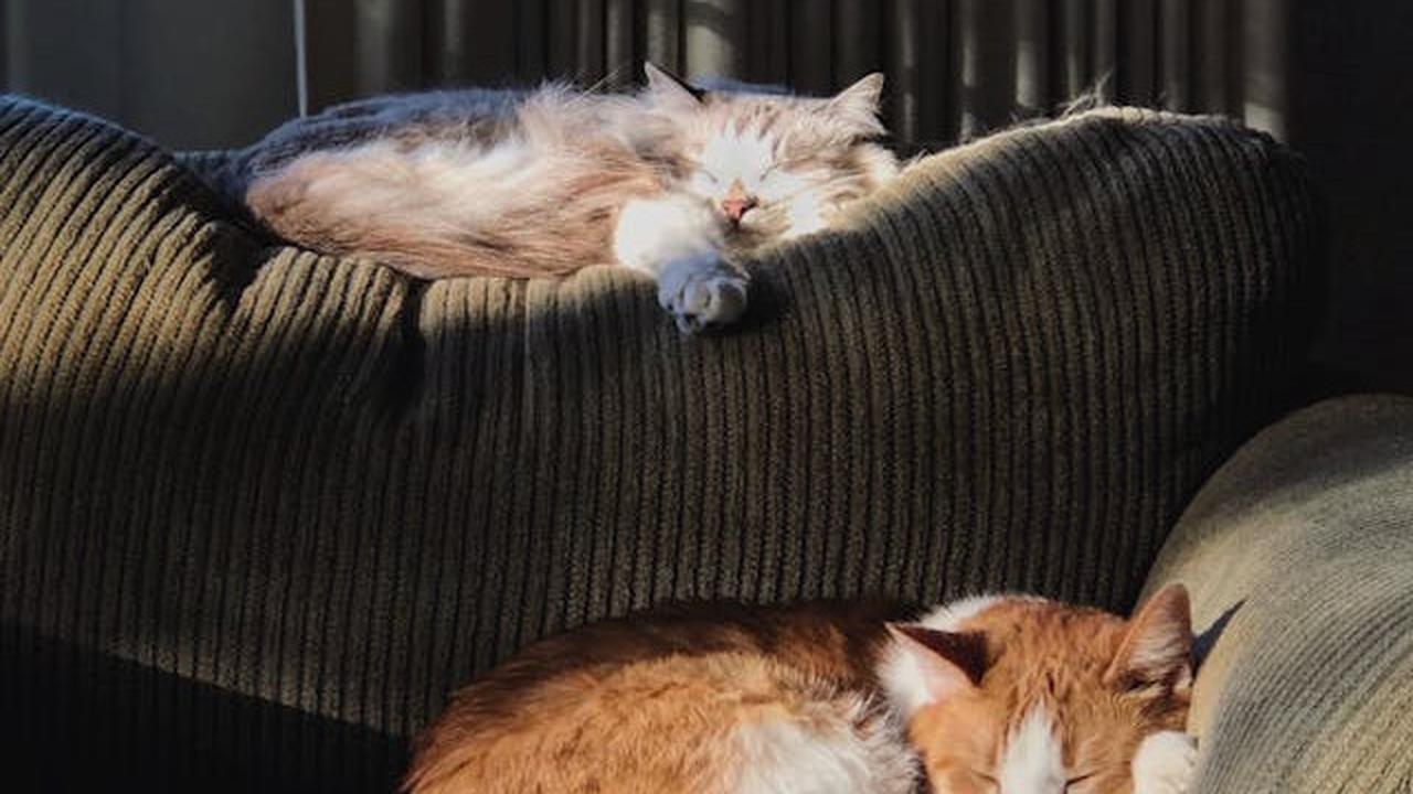 Pastikan Kucing Memiliki Lingkungan yang Nyaman