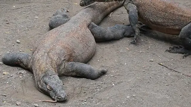 [VIDEO] Usai Kijang, Komodo dan Rusa Bawean KBS Mati