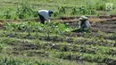 Petani beraktivitas di lahan pertanian garapan di Gentong, Wanasari, Kab Brebes, Jawa Tengah, Sabtu (23/12). Petani mengeluhkan harga bawang merah yang sedang turun karena kualitas yang jelek akibat pengaruh cuaca. (Liputan6.com/Helmi Fithriansyah)