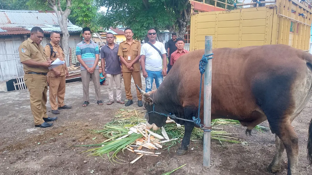 Salah satu sapi jenis simental yang diberikan Presiden Prabowo untuk umat muslim di Masjid Ar-Rahman Waipare, Kabupaten Sikka, NTT (Liputan6.com/Ola Keda)ola ke