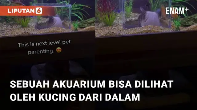 VIDEO: Desain Unik dan Kreatif, Sebuah Akuarium Bisa Dilihat Oleh Kucing dari Dalam