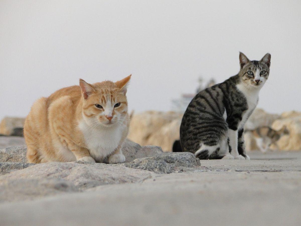 Tips Memilih Makanan Kucing