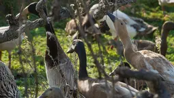 Ribuan bebek dikerahkan untuk membasmi siput dan hama kebun anggur di Vergenoegd, Afrika Selatan (10/6). Bebek ini sengaja dilatih untuk dapat membasmi hama kebun anggur. (AFP PHOTO/Rodger Bosch)