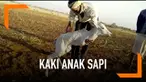 Seekor anak sapi lahir dengan kondisi yang tak biasa. Ia hanya memiliki dua kaki pada bagian belakang.