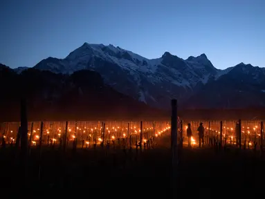 Pemandangan saat ratusan lilin dinyalakan di kebun anggur dengan latar belakang pegunungan es di Flaesch, Swiss (22/3). Sekitar dua ratus lilin anti-embun per hektar dinyalakan untuk melindungi buah dari dingin. (Gian Ehrenzeller / Keystone via AP)