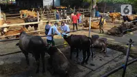 Petugas dinas KPKP memeriksa kesehatan hewan sapi di Rumah Pemotongan Hewan (RPH) PD Dharma Jaya, Cakung, Jakarta, Jumat (8/7/2022). Pihak pengelola RPH mencatat sekitar 135 sapi kurban akan dipotong di tempat tersebut pada Idul Adha 2022 yang akan dilaksanakan selama tiga hari. (Liputan6.com/Herman Zakharia)