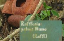 Melihat Rafflesia Patma yang langka tumbuh mekar di Kebun Raya Bogor