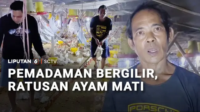 Gegara Pemadaman Listrik, Ratusan Ekor Ayam Broiler Mati