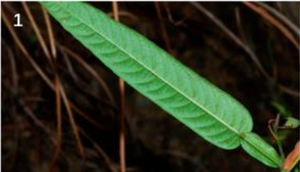 Manfaat Tanaman Liar Daun Duduk untuk Kesehatan (Sumber: Prosiding Seminar Nasional Lahan Suboptimal ke-11 Tahun 2023, Palembang 21 Oktober 2023
“Optimalisasi Pengelolaan Lahan Suboptimal untuk Pertanian Berkelanjutan dalam Menghadapi
Tantangan Perubahan Iklim Global”)