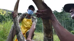 Petugas kehutanan India mencuci gading usai dipotong dari seekor gajah liar yang telah mati di desa Panbari, India (2/11). Jika gading tidak diambil, dikhawatirkan ada pihak yang mengambil untuk dijual secara ilegal. (AFP Photo/Biju Boro)