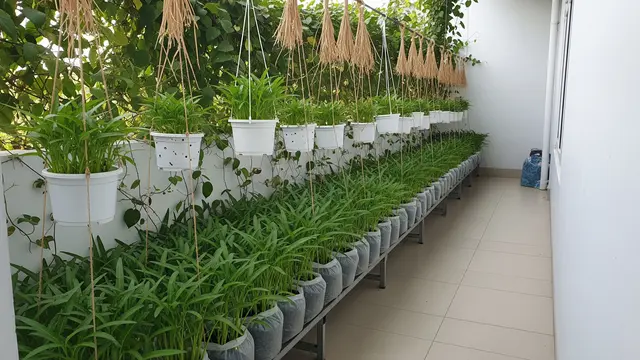 Ide Kebun Kangkung Gantung untuk Halaman Sempit. Gemini