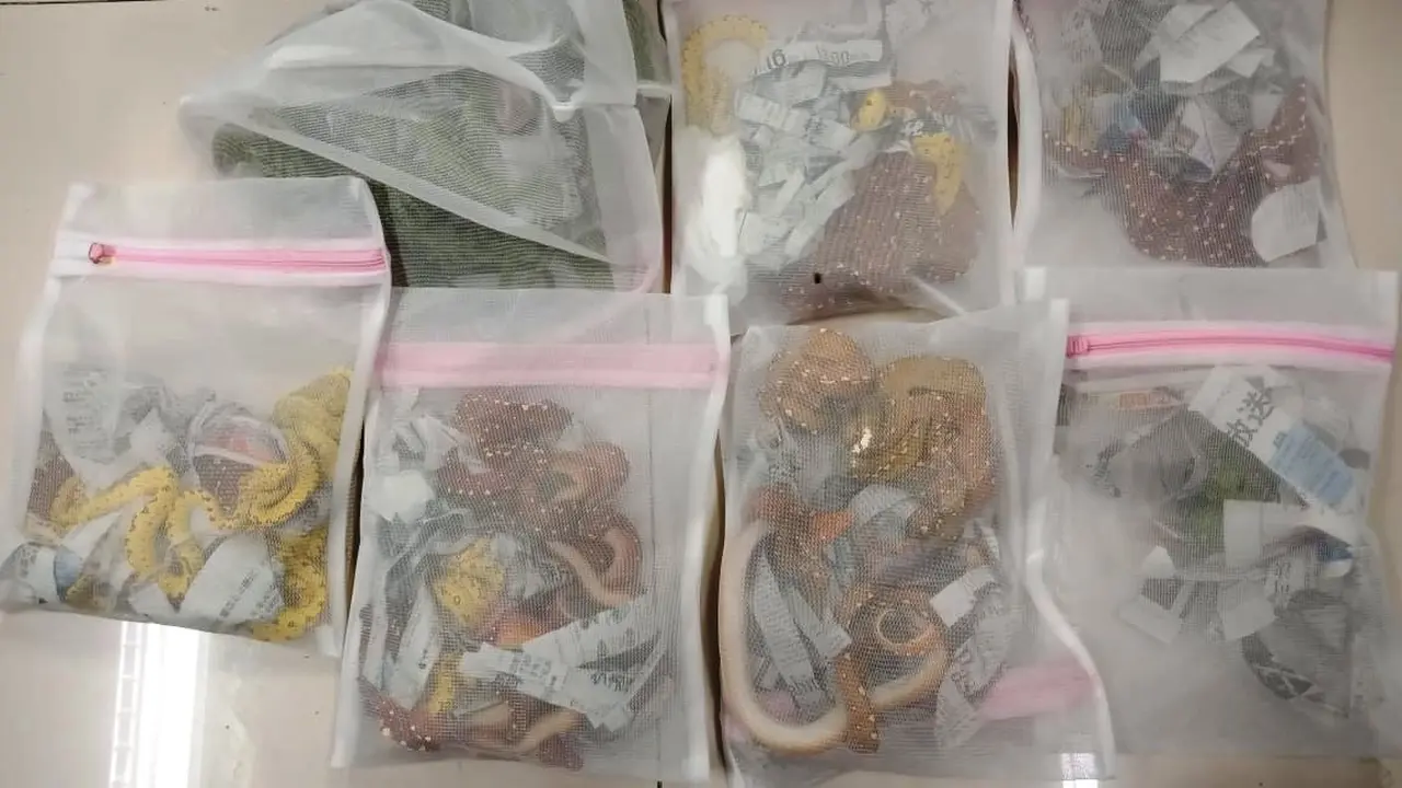 Puluhan reptil yang akan diselundupkan ke Jepang