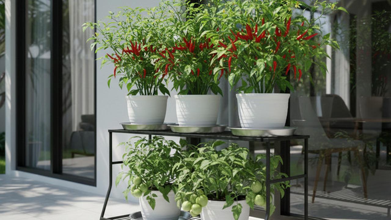 8 Model Kebun Sayur di Teras Rumah Tanpa Bikin Becek: Solusi Urban Farming Bersih